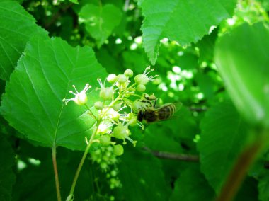 Kanatlı arı yavaşça bitkiye uçar, çiçekten özel arı kovanına bal koymak için nektar toplar. Doğanın kadrosunda güzel çiçekler, arıların bacaklarındaki sarı polenler var. Tatlı nektar bal arısı.