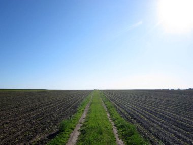 Açık kırsal alanda, kahverengi toprakta patates için sürülmüş tarla. Tarlada patates, toprakta lezzetli sebzeler. Temiz mavi gökyüzünün altındaki organik tarlalar patates için doğal topraktır..
