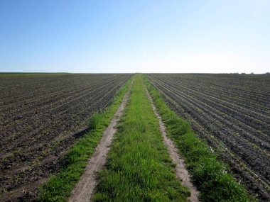Açık kırsal alanda, kahverengi toprakta patates için sürülmüş tarla. Tarlada patates, toprakta lezzetli sebzeler. Temiz mavi gökyüzünün altındaki organik tarlalar patates için doğal topraktır..