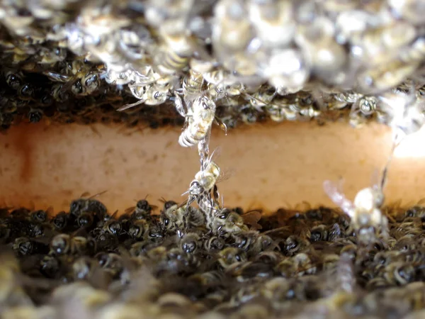 Крылатая Пчела Медленно Летит Улей Собирать Нектар Частной Пасеке Живых — стоковое фото