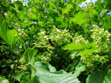 Kanatlı arı yavaşça bitkiye uçar, çiçekten özel arı kovanına bal koymak için nektar toplar. Doğanın kadrosunda güzel çiçekler, arıların bacaklarındaki sarı polenler var. Tatlı nektar bal arısı.