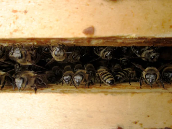 Skrzydlaty Pszczoła Powoli Latam Zbieram Nektar Prywatny Pasieka Żywy Kwiat — Zdjęcie stockowe