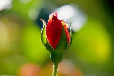 Kırsalda çiçek açan nektarlı vahşi bir çiçek. Tarlada açan yabani, parlak çiçeklerden oluşan doğa kırsalları. Kırsalda çiçek açan yabani bir çiçek..