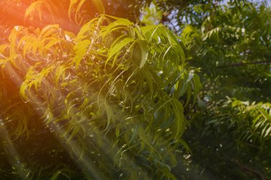 Baba tahta masaya yazılmış, baba aşk üst görünümü yazılı 