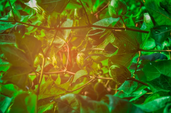 Зелене бавовняне і бавовняне дерево — стокове фото