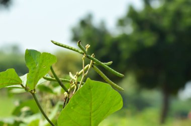 mung fasulye ham bitki, mung fasulye 