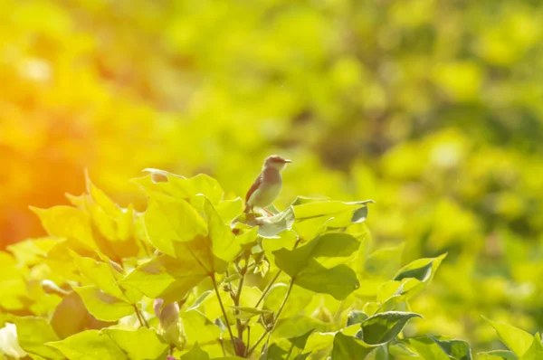 Βαμβάκι φυτό σε πουλιά τραγούδι, κορυφαία όψη των μικρών πτηνών τραγούδι — Φωτογραφία Αρχείου
