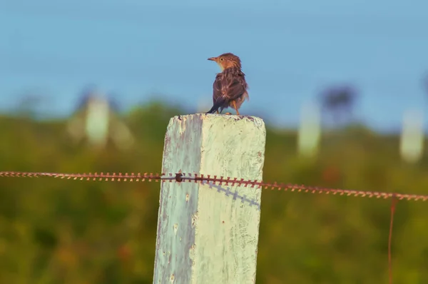 Sperlingsvögel auf Ruhepause — Stockfoto