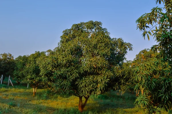 Árbol de mango y cielo —  Fotos de Stock