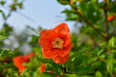 Nar çiçekleri ve yapraklar 