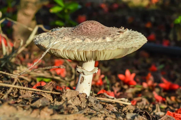 Beautiful closeup of forest mushrooms. top view of mushroom,Gath