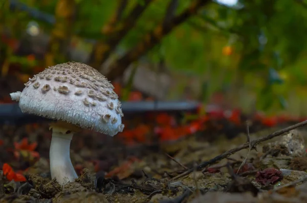 Вид сверху на гриб, маленький гриб — стоковое фото