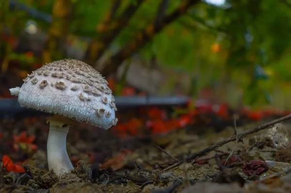 Небольшой гриб на ферме — стоковое фото