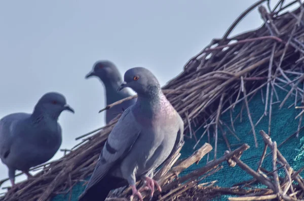 Três pombas no ramo — Fotografia de Stock