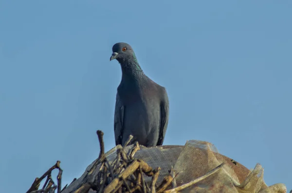 위쪽에 있는 비둘기, — 스톡 사진