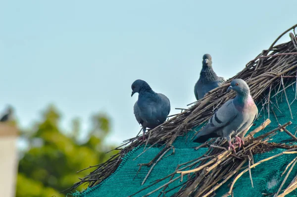 Tři holubice v horním domě — Stock fotografie