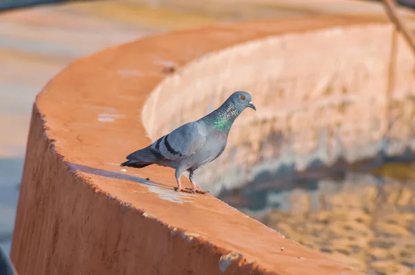 Pomba na parede, pombo pássaros, kabuter  , — Fotografia de Stock