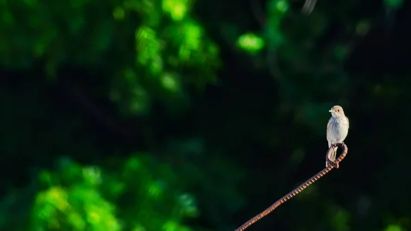 Asiatische kleine Vögel, Vogel auf Draht — Stockfoto