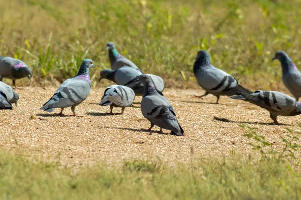Piccione uccelli in piedi al piano terra , — Foto Stock
