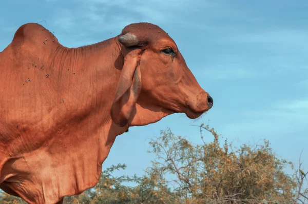 Ciel bleu et vache — Photo