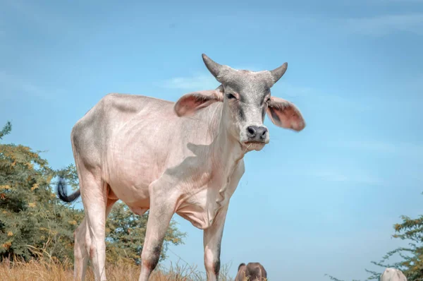 Корова и зеленая трава или небо — стоковое фото