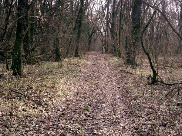 Percorso Forestale Autunno — Foto Stock