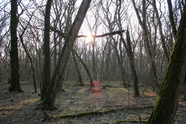 Floresta Tarde Outono — Fotografia de Stock