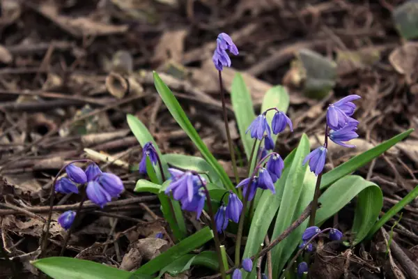 Den Första Vårblommor Proleski — Stockfoto