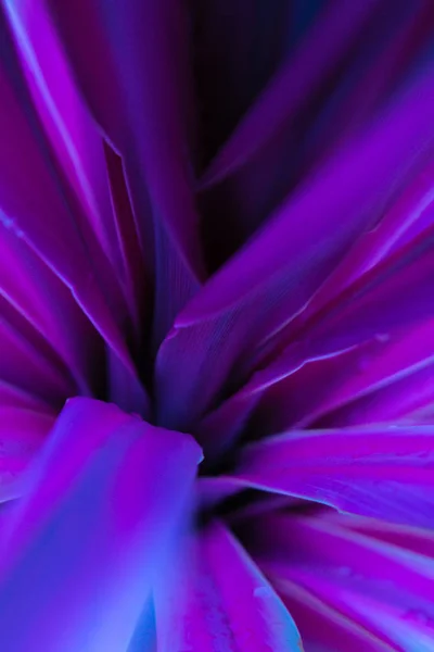 Fundo Ultravioleta Colorido Abstrato Com Linhas Flor Com Folhas Longas — Fotografia de Stock