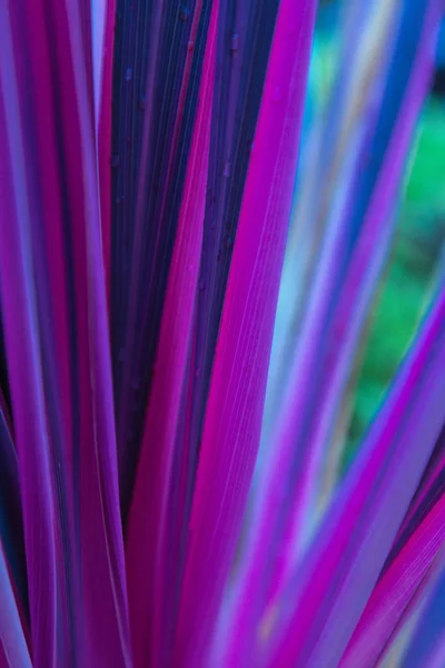 Abstract Colorful Ultraviolet Background Lines Flower Long Leaves Disco Color — Stock Photo, Image