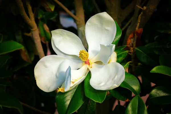 Weiße Große Magnolienblüte Auf Dem Baum — Stockfoto