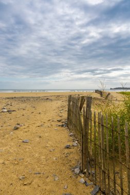 Vahşi bitkiler sarı kum bir arka plan üzerinde. güzel manzara.