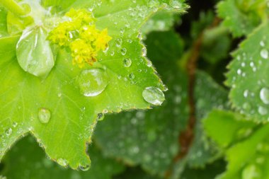 Yeşil su damlaları çiçek bırakır. Doğal olayların anlık görüntü makro.