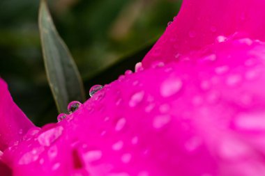 Bir makro çiçek üzerinde su damlacıkları. Çiçek arka plan