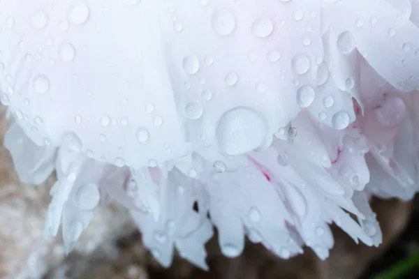 Водяні Краплі Макроквітці Квітковий Фон — стокове фото