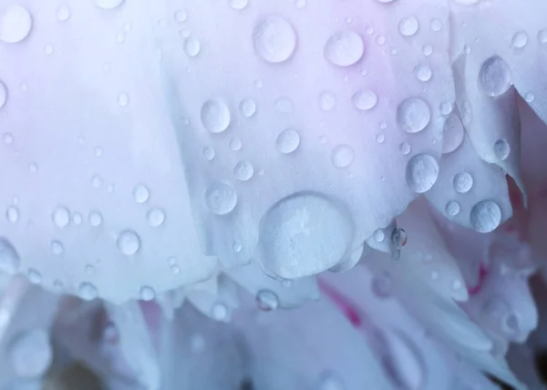 Gotas Agua Una Macro Flor Fondo Floral — Foto de Stock