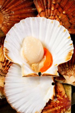 Taze büyük tarak Shell. Yukarıdan yiyecek fotoğrafçılıkta düşük anahtar.