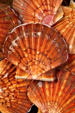 Taze büyük tarak Shell. Yukarıdan yiyecek fotoğrafçılıkta düşük anahtar.