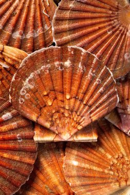 Taze büyük tarak Shell. Yukarıdan yiyecek fotoğrafçılıkta düşük anahtar.