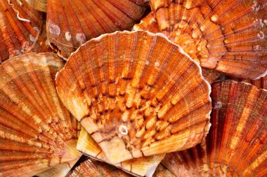 Taze büyük tarak Shell. Yukarıdan yiyecek fotoğrafçılıkta düşük anahtar.