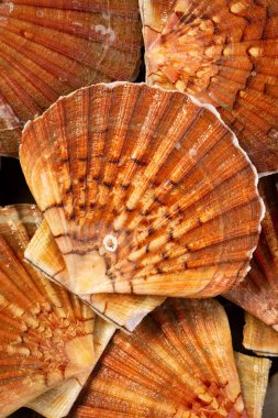 Taze büyük tarak Shell. Yukarıdan yiyecek fotoğrafçılıkta düşük anahtar.