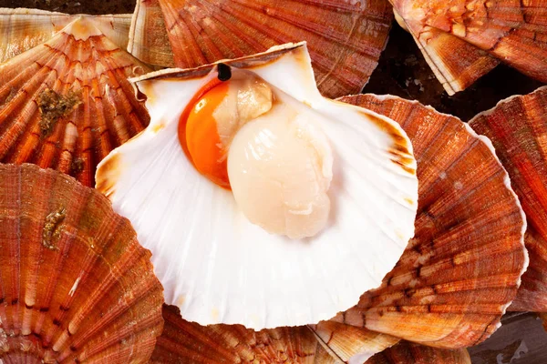 Fresh Large Scallops Shell Food Photography Low Key — Stock Photo, Image