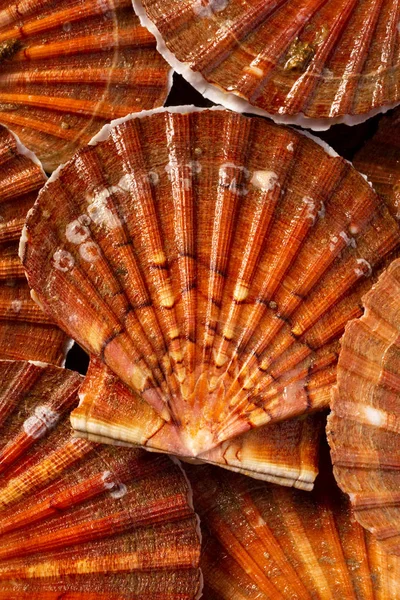 Fresh large scallops in the shell. Food photography from above in a low key.