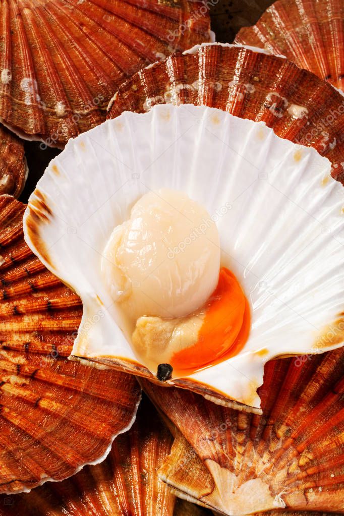 Fresh large scallops in the shell. Food photography from above in a low key.