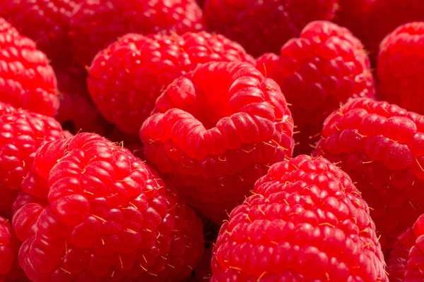 Red Background Food Fresh Raspberry — Stock Photo, Image