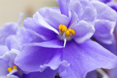 menekşe çiçekler. Mor çiçek arka plan.