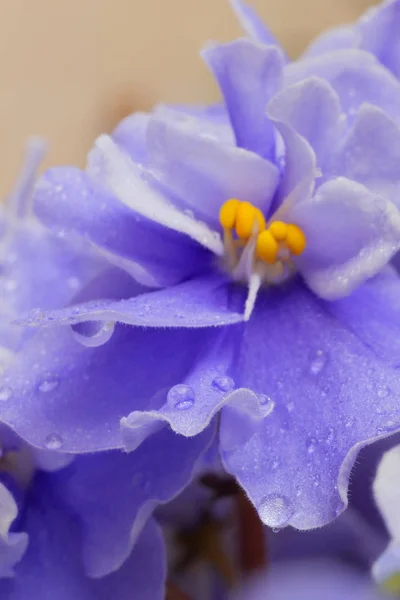 Flores Violetas Fundo Floral Roxo — Fotografia de Stock