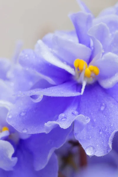 Flores Violetas Fundo Floral Roxo — Fotografia de Stock