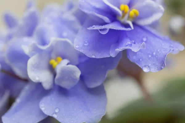 Flores Violetas Fundo Floral Roxo — Fotografia de Stock