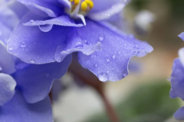 Flores Violetas Fundo Floral Roxo — Fotografia de Stock